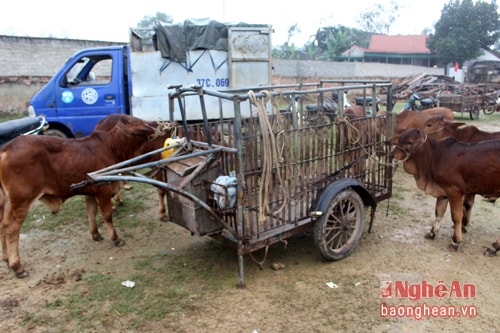 3. Gọi là “chợ bò” nên mặt hàng trong chợ chủ yếu là bò. Ngày thường mỗi phiên chợ có khoảng vài trăm con bò được mua bán trao đổi, nhưng phiên chợ đầu Xuân thường có ít hơn, người đến chợ chủ yếu mua bán “lấy may”.