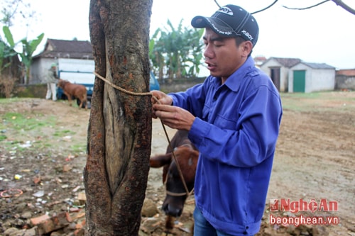 9. Những con bò sau khi mua xong, thường được lái buôn cột vào thành xe hoặc những gốc cây. Ảnh: Huy Thư