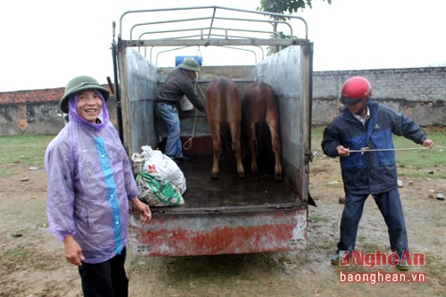 Lái buôn ở khắp nơi đến đây mua bò vận chuyển đi nơi khác. Ảnh: Huy Thư.