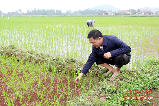 Lãnh đạo huyện Quỳnh Lưu kiểm tra nạn chuột phá hoại lúa xuân. Ảnh Việt Hùng