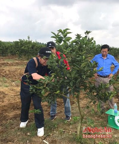 Các chuyên gia đến từ Nhật Bản tiến hành thử nghiệm chế phẩm sinh học trên cây cam tại Quỳ Hợp ngày 5/2. Ảnh Hoài Giang