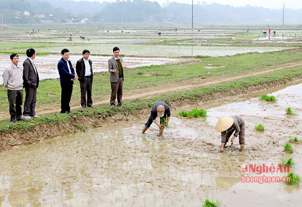 Lãnh đạo huyện Anh Sơn kiểm tra thực tế công tác gieo trồng vụ xuân tại các địa phương để kịp thời bổ cứu sản xuất. Ảnh Huyền Trang