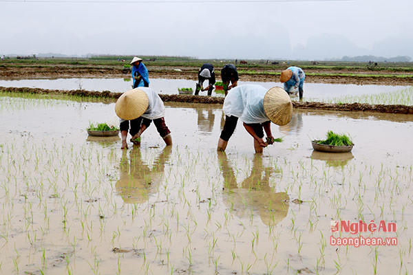 Nông dân các địa phương đang tích cực khép kín diện tích vụ xuân. Ảnh Huyền Trang