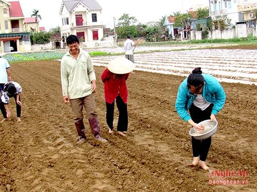 Vụ Xuân năm nay, toàn huyện Diễn Châu gieo trỉa 2750 ha lạc tập trung chủ yếu ở các xã Diễn Thịnh, Diễn Trung, Diễn An…Sau Tết, bà con đã tất bật xuống đồng để tiếp tục gieo trỉa lạc Xuân. Dự kiến toàn huyện sẽ hoàn thành gieo trỉa trước ngày 10/2. Ảnh: Nông dân xóm 8, Diễn Thành, Diễn Châu gieo trỉa lạc. Ảnh Quang An.