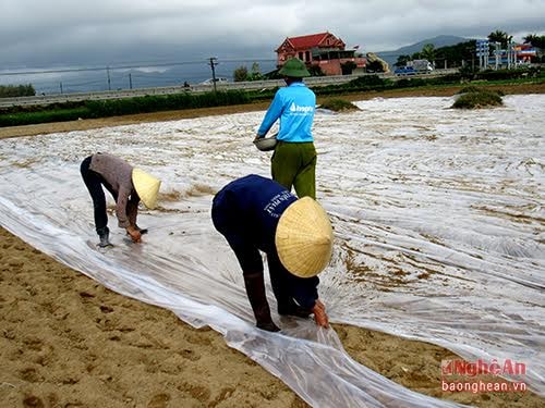 Thời tiết năm nay thuận lợi nên bà con ai cũng phấn khởi xuống đồng gieo trỉa lạc. Hơn nữa có nguồn giống từ vụ lạc Đông nên bà con không mất nhiều chi phí mua giống mới. Ảnh: Nông dân Diễn Thịnh sản xuất lạc xuân. Ảnh Quang An.