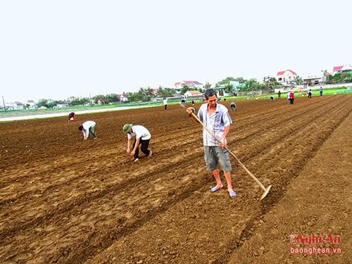 Ngay từ sáng sớm, gia đình anh Trần Văn Cường, xóm 8, Diễn Thành, Diễn Châu đã xuống đồng gieo trỉa lạc Xuân. Năm nay, gia đình anh làm 3 sào lạc và tập trung gieo trỉa sau Tết. Ảnh Quang An.