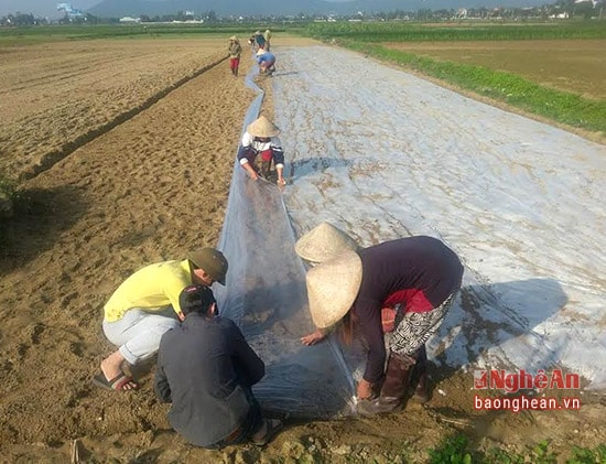 Vụ xuân này, huyện Nghi Lộc  sản xuất  2.900 ha lạc.  Để phấn đấu năng suất lạc vụ xuân đạt 26 tạ/ha, sản lượng đạt 7.540 tấn, ngay từ đầu vụ UBND huyện đã chỉ đạo các địa phương tăng cường đẩy nhanh chương trình phục tráng giống lạc L14, phủ ni lông 100% diện tích và làm tốt khâu thời vụ. Ảnh Thu Hiền.