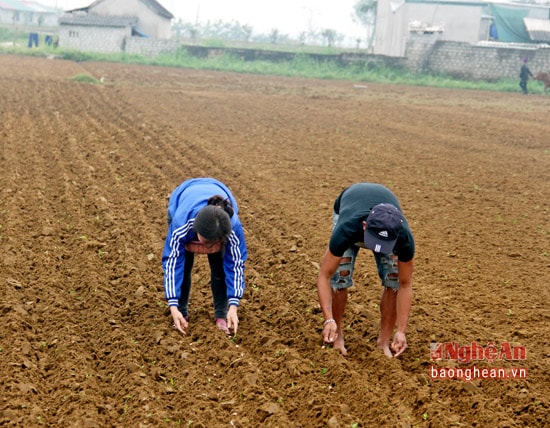 Bà cin nông dân xã Diễn Anh đang tích cực gieo trỉa lạc. Ảnh Văn Trường