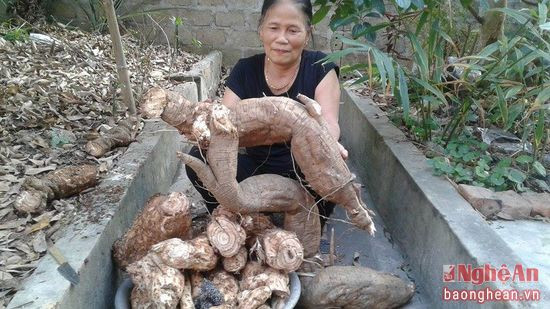Củ sắn dây có trọng lượng hơn 40 kg mà gia đình bà Tam đào được trong vườn nhà.