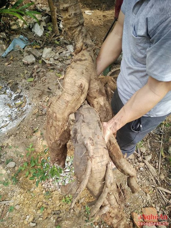 Phải mất hơn 3 tiếng đồng hồ, cả nhà bà Tam mới đào được củ sắn này.