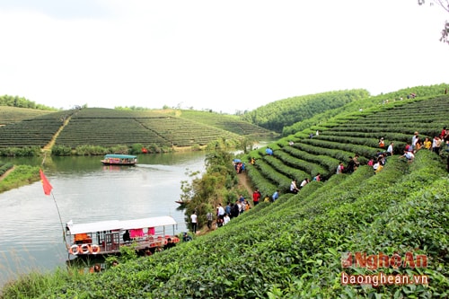 Những ngày gần đây, do các đảo chè trung tâm đã thu hoạch chè búp, nên hầu hết du khách phải “đổ bộ” vào các đảo rìa. Ảnh: Huy Thư