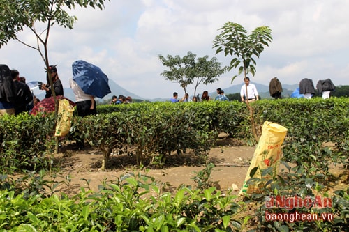 Để tránh vứt rác bừa bãi, dưới các gốc cây trên đảo chè đã có thêm những chiếc bao tải treo sẵn để thu gom rác. Ảnh: Huy Thư