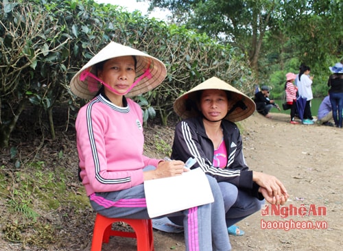 Một số hộ dân là chủ sở hữu các đảo chè, sau những ngày thu phí đánh vào từng chuyến thuyền (30 nghìn đồng/ thuyền/ lượt cập đảo) đã chuyển sang thu theo đầu người (5 nghìn đồng/ khách). Họ ngồi canh ở các đảo chè và thu tiền luôn (thuyền nào cập đảo thì thuyền đó phải nộp). Riêng ngày 4/1, chị Trần Thị Thân ở xóm 3, xã Thanh An đã thu được khoảng 4 triệu đồng. Ảnh: Huy Thư