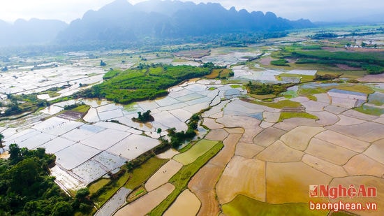 Cánh đồng Châu Bính, Quỳ Châu vào vụ cấy.