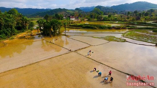 Cánh đồng Châu Bính đẹp như một bức tranh.