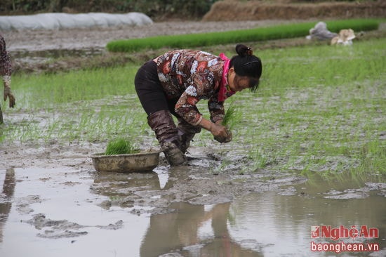 Bà Trần Thị Thủy (57 tuổi, xóm 4, Nghi Vạn) là người có thâm niên trong việc cấy thuê. Gia đình khó khăn nên bà Thủy dù đã cao tuổi nhưng vẫn chịu khó đi cấy. Tính đến nay, bà Thủy đã gần 30 năm làm nghề đi cấy thuê. Bà Thủy cho biết, công cấy tính theo ngày, mỗi người được trả 150 ngàn đồng và cấy được hơn 1 sào mỗi ngày.