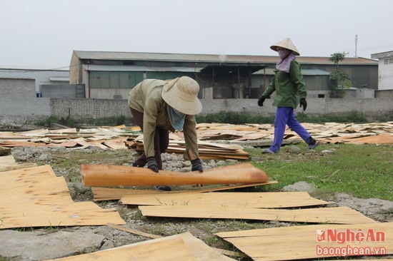 Còn các chị Lê Thị Lan và Phạm Thị Hương (xóm 12, xã Phúc Thọ, huyện Nghi Lộc) chọn việc phơi gỗ ép cho một công ty sản xuất gỗ gần nhà. Mỗi m3 chị Lan và chị Hương được chủ xưởng mộc trả công 60 ngàn đồng. Công việc bắt đầu từ 7 giờ sáng đến 11 giờ trưa, buổi chiều từ 2 giờ đến 5 giờ. Chị Hương cho hay: “Công việc phơi gỗ ép khá vất vả, nhất là những lúc trời nắng to. Nhưng vì mưu sinh, lại đang lúc nông nhàn nên chúng tôi phải cố gắng làm”. 