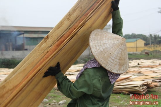 Mỗi lượt, chị Hương phải bê tầm 10 tấm gỗ ép mang ra phơi. Sức nặng của các tấm này cộng lại chừng 4-5kg. 