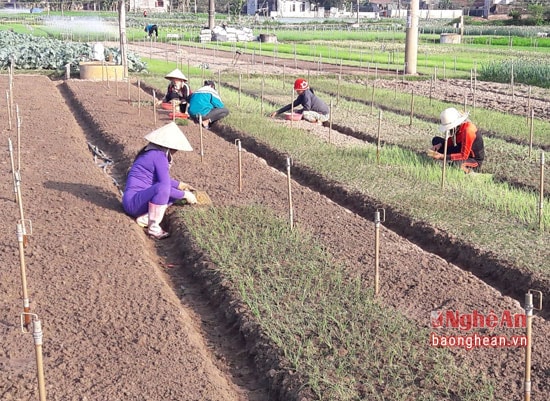 Một số hộ tiếp tục quay vòng sản xuất với hi vọng cứu lại đồng vốn. Ảnh: Lê Nhung.