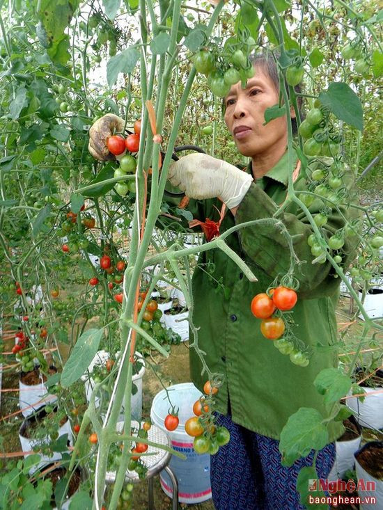 Các loại cà chua được trồng chủ yếu là cà chua ngọt, cà chua hồng có xuất xứ từ Đà Lạt. Anh Trương Vũ Hoàng, chủ của hệ thống này cho biết, rau sau khi thu hoạch được các siêu thị bao tiêu sản phẩm hoàn toàn, mỗi vụ thu lãi từ 120 - 150 triệu đồng. Đây cũng là mô hình nông nghiệp công nghệ cao đầu tiên của huyện Anh Sơn.