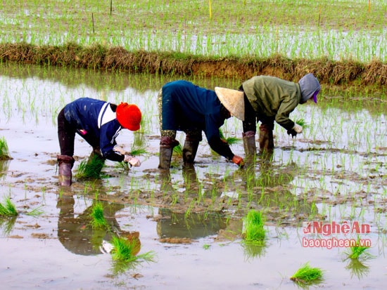 Mỗi top cấy thuê thường từ 3 -4 người. Ảnh: Quang An