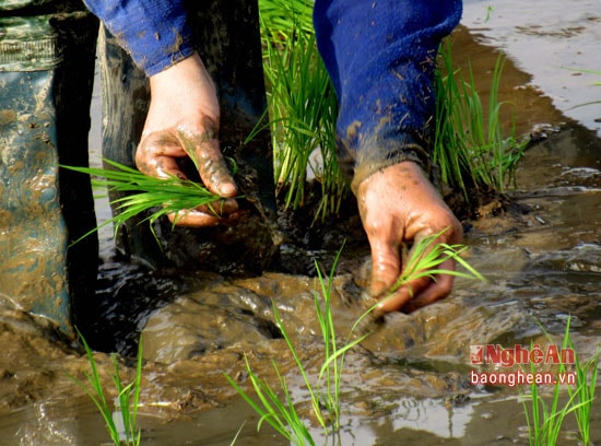 Những người cấy nhanh và đẹp thường được chủ nhà thưởng thêm tiền. Ảnh: Quang An