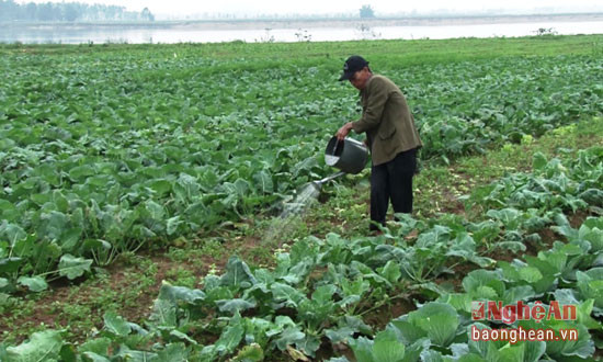 Người dân chăm sóc rau theo quy trình an toàn. Ảnh Thanh Tâm