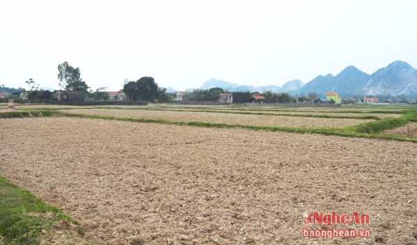 Đồng ruộng khô hạn ở Quỳnh Lộc.