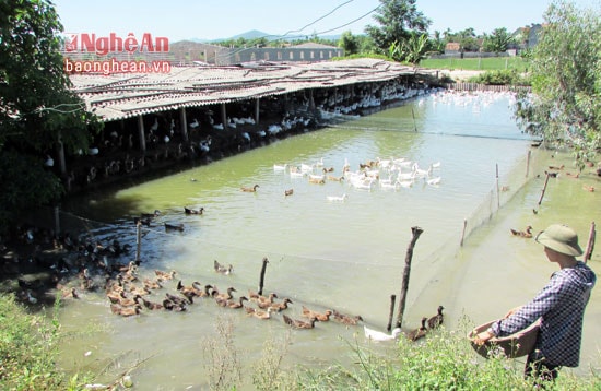 Chăn nuôi hàng hóa được nhiều hộ dân ở Yên Thành phát triển. Ảnh Thái Dương