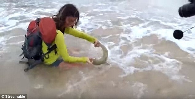 Con cá mập cắn chặt không rời.