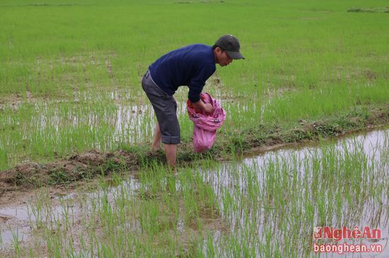 Hiện nay toàn huyện Anh Sơn có trên 34 ha lúa xuân bị ốc bươu vàng phá hoại tập trung ở các xã Bình Sơn, Vĩnh Sơn, Phúc Sơn, Khai Sơn… Ảnh: Huyền Trang.