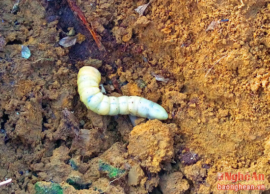 Loài ấu trùng lớn bằng ngón tay người lớn này là mỗi hại đối với nhiều vườn mía ở xã Chi Khê huyện Con Cuông.