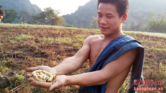 Chẳng ai tỏ ra sợ hãi thứ ấu trùng sẽ phát triển thành bọ cạp này.