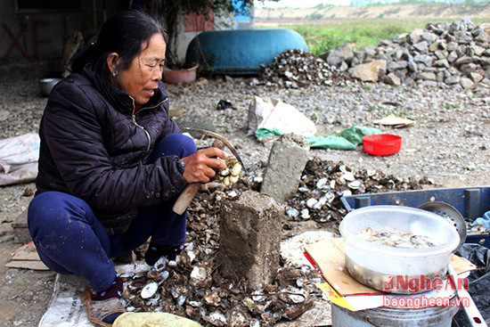 Đang tỉ mỉ gỡ thịt hàu từ vỏ ra, bà Hồ Thị Lương ở thôn Tân An, xã An Hòa cho biết, gia đình bà nuôi 5 bè hàu, mỗi bè thả 2000 sâu với trên 14.000 con hàu dưới sông. Mỗi ngày xuống sông vớt hàu, gia đình bà thu được 15 -20 kg thịt hàu, thu nhập trên 2 triệu đồng/ngày. Ảnh Việt Hùng