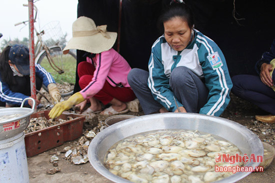 Chị Hồ Thị Hương- người nuôi hàu cho biết, vào dịp trước và sau tết, hàu thường bán với giá cao hơn ngày bình thường là 100- 120 nghìn đồng/kg đối với loại to; 60- 80 nghìn đồng/kg loại vừa. Cứ nuôi 1 bè hàu, người dân có thu nhập từ 7- 10 triệu đồng/năm; hầu hết người dân đều nuôi từ 2 bè trở lên. Ảnh Việt Hùng