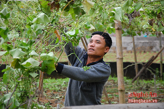  Anh Hồ Văn Tô (xóm 6, Quỳnh Liên) đang phá dỡ giàn su su của mình để trồng loại cây khác