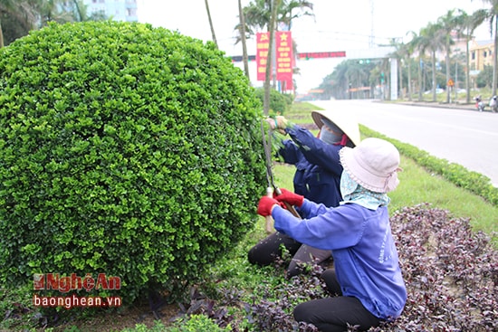 Chăm sóc cây xanh ở đại lộ Lê Nin, ảnh minh họa