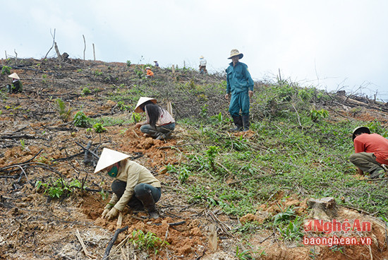 Trồng rừng nguyên liệu tại vùng miền Tây huyện Yên Thành.Ảnh: H.N