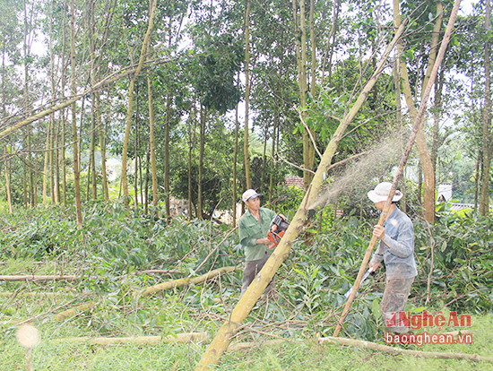 Khai thác rừng trồng ở huyện Quỳ Châu. Ảnh: Nguyên Sơn