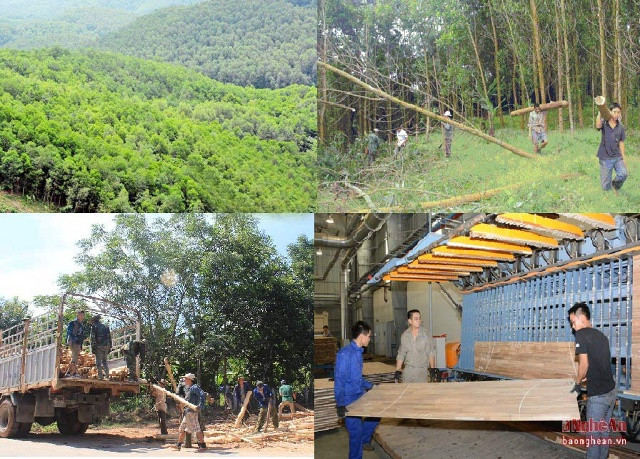 Trồng rừng là ngành kinh tế phát huy được những lợi thế về địa hình ở Nghệ An. Đặc biệt trên địa bàn có một số nhà máy chế biến gỗ, đảm bảo đầu ra ổn định cho nghề rừng. Ảnh Nguyên Sơn 