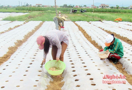 Hầu hết diện tích lạc xuân được phủ ni lông, giữ độ ẩm cho đất, chống xói luống và hạn chế cỏ...