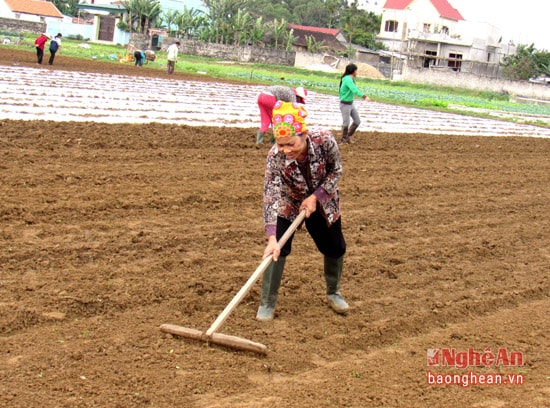 Nông dân xã Diễn Thịnh, huyện Diễn Châu làm đất gieo trỉa lạc vụ xuân