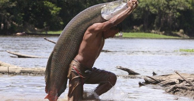 Loài cá khổng lồ mang tên Arapaima - 