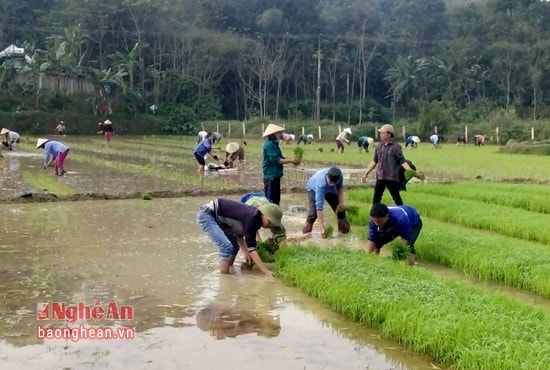 Bà con xóm 4 gác công việc riêng đến cấy giúp cho gia đình gặp nạn trên cầu Rộ.  Ảnh: Huy Thư