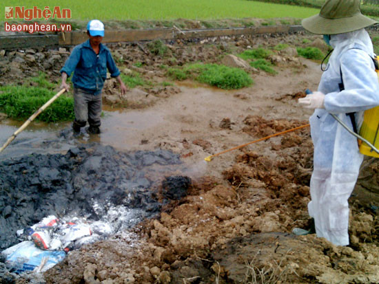 Các ngành chức năng huyện Diễn Châu tiến hành tiêu hủy đàn gà bị nhiễm H5N1. Ảnh Sao Mai