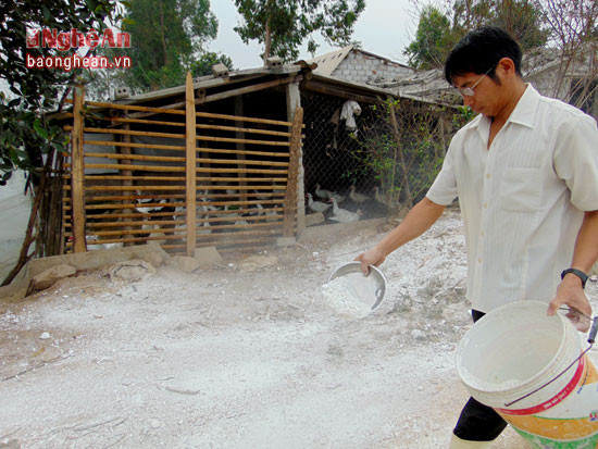 Người chăn nuôi ở huyện Quỳnh Lưu rải vôi bột xung quanh khu vực chuồng trại. Ảnh Như Thủy