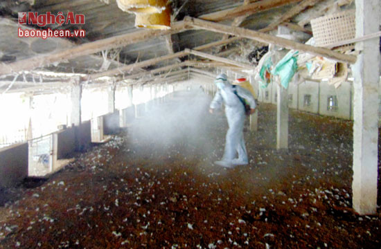 Các hộ chăn nuôi ở Quỳnh Lưu chủ động phun hóa chất phòng chống trong khu vực chuồng trại trước khi tái đàn. Ảnh Như Thủy