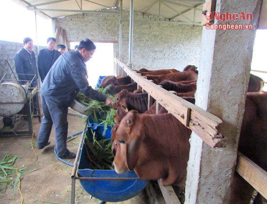 Nhiều gia đình đầu tư vốn, tái nuôi bò sau Tết. Ảnh Minh Thái