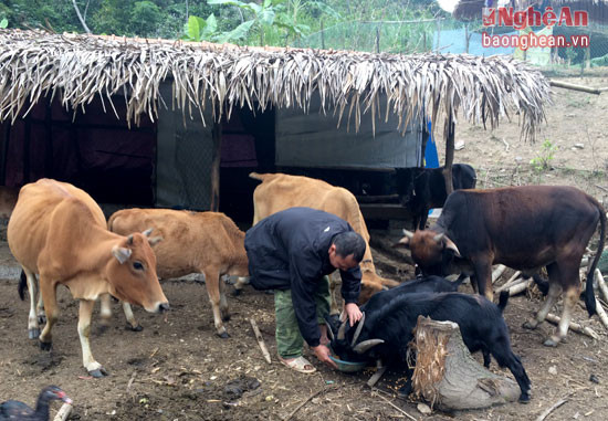 Đồng bào ở xã Tam Thái (Tương Dương) tích cực chăm sóc, bảo vệ đàn vật nuôi. Ảnh Đình Tỷ