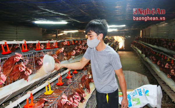 Trang trại chăn nuôi gà siêu đẻ cho thu nhập cao của hộ ông Nguyễn Đức Luân, Hội nông dân phường Đông Vĩnh (TP.Vinh).